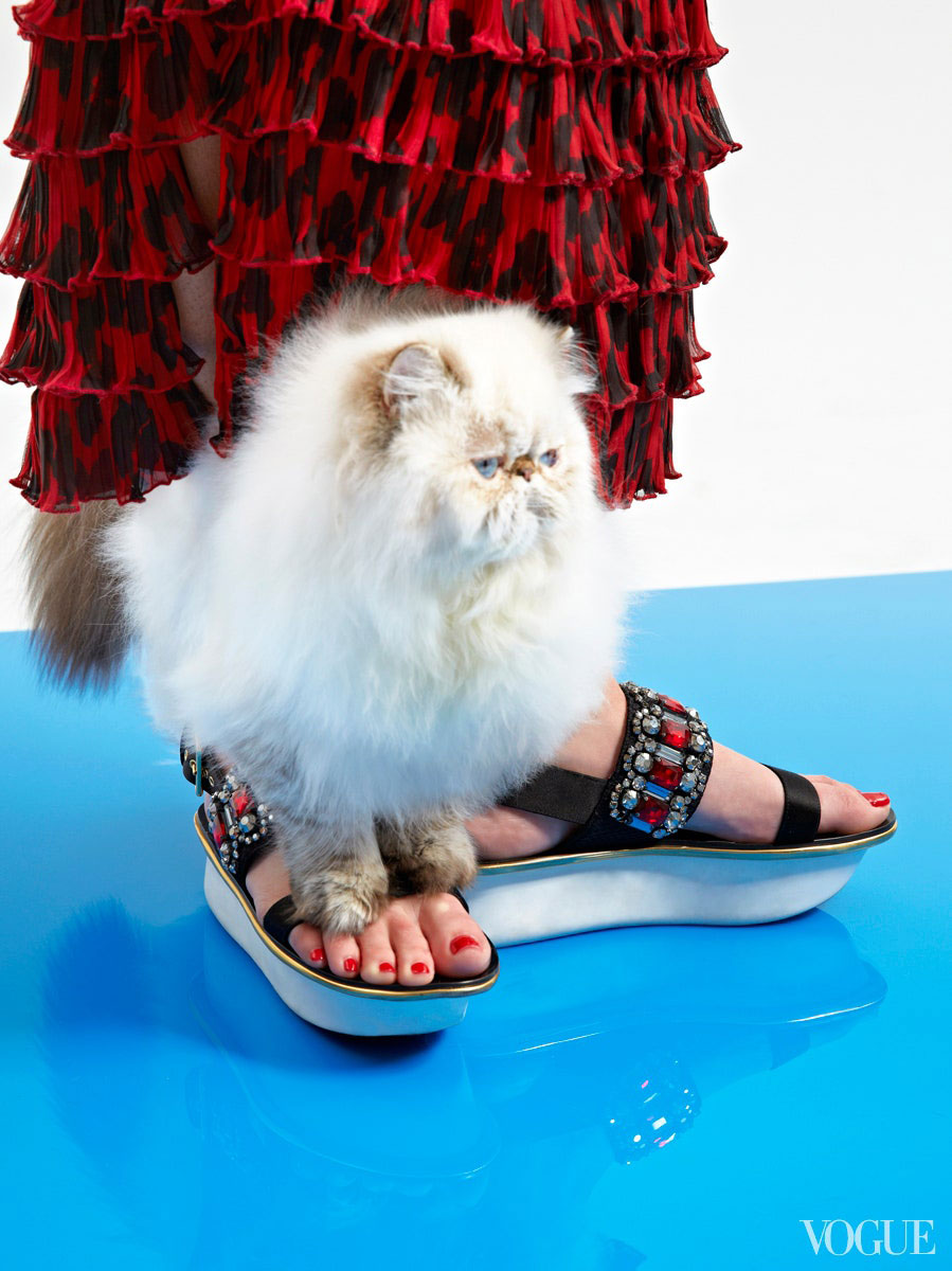 Cats: Vogue, Persian Kitten