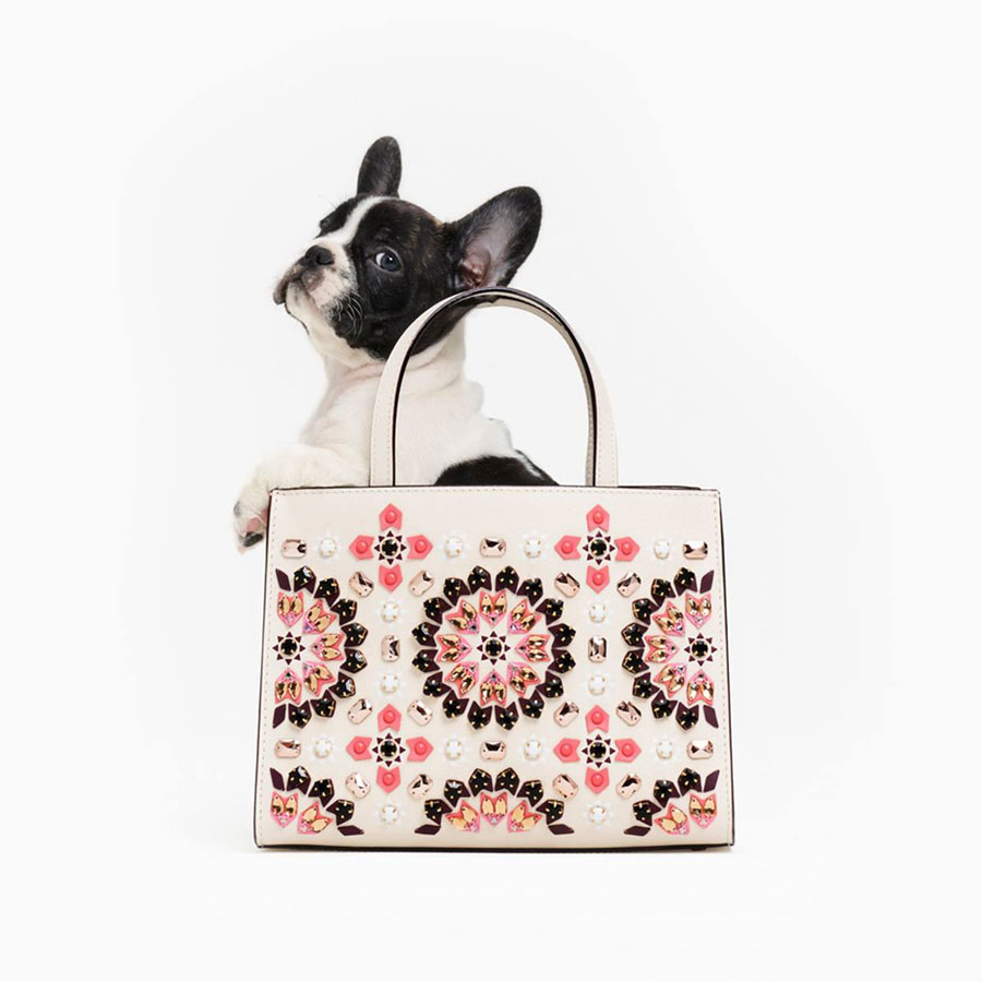Dogs: Kate Spade, Frenchie Puppy in Purse
