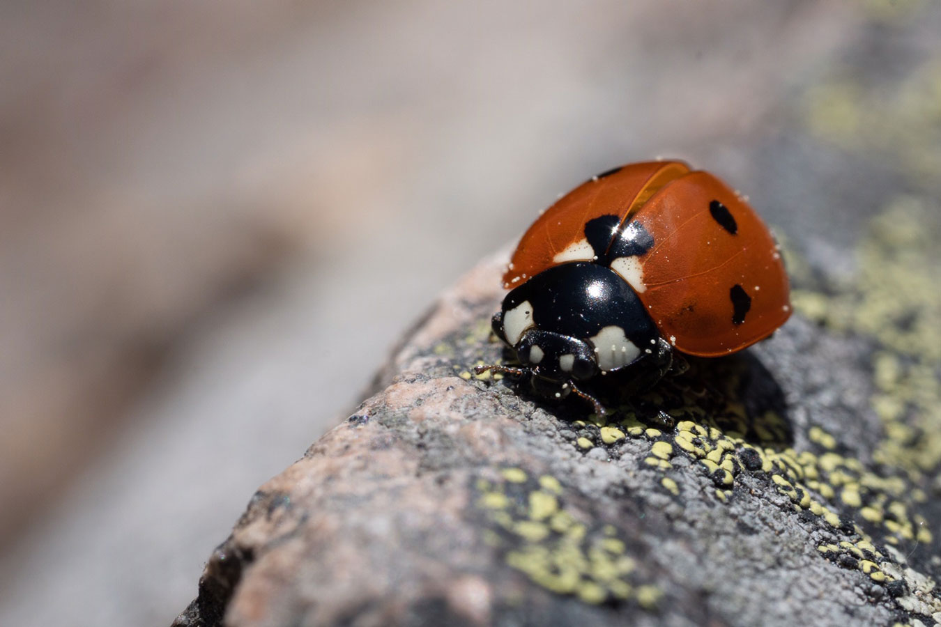 Insects & Bugs: Lady Bugs