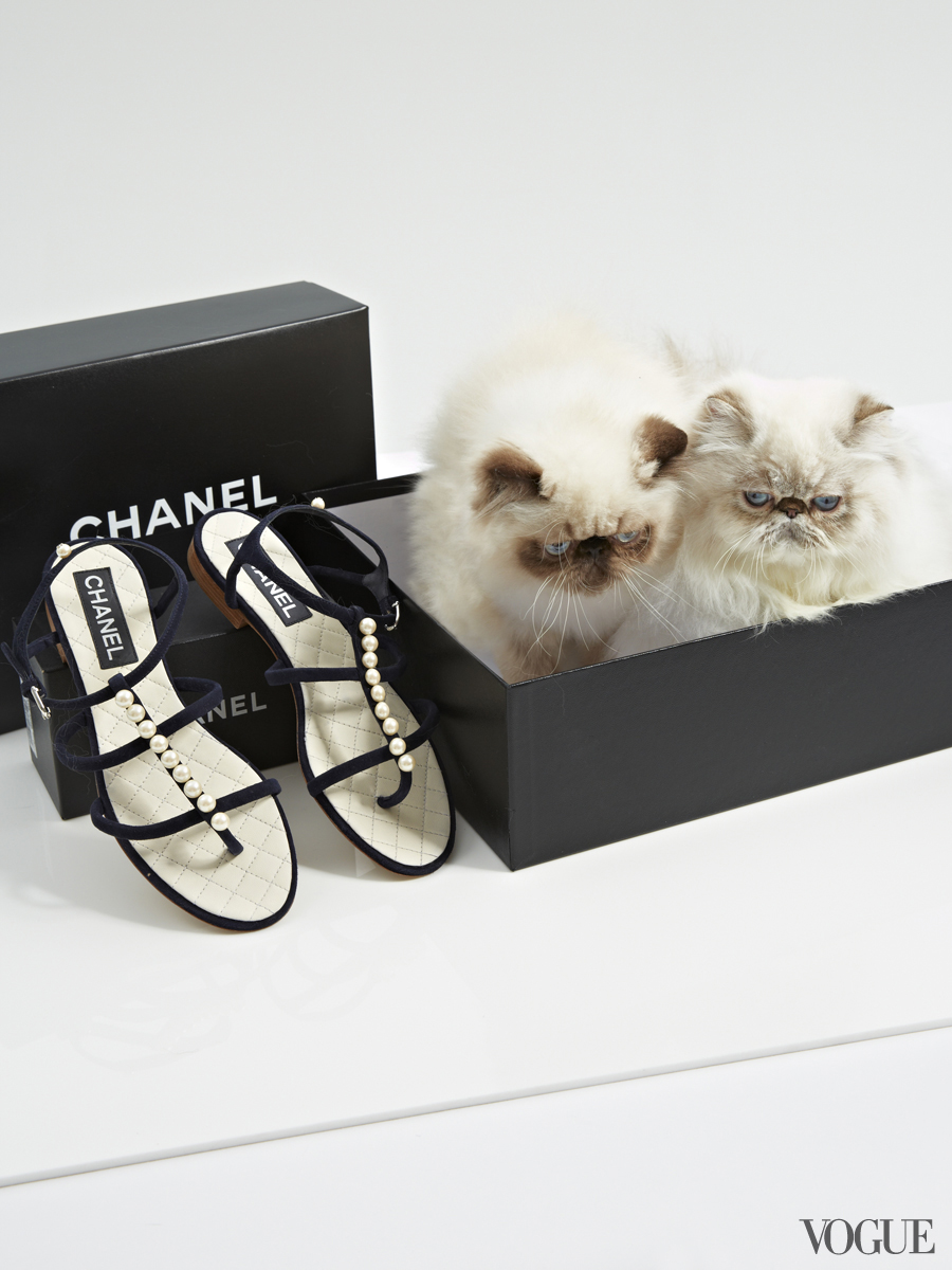 Vogue, Persian Kittens, Chanel