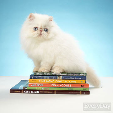 Every Day. Persian Cat on Books