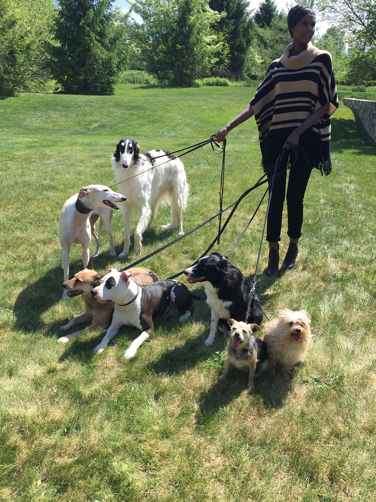 Macys, group of dogs & dog walking