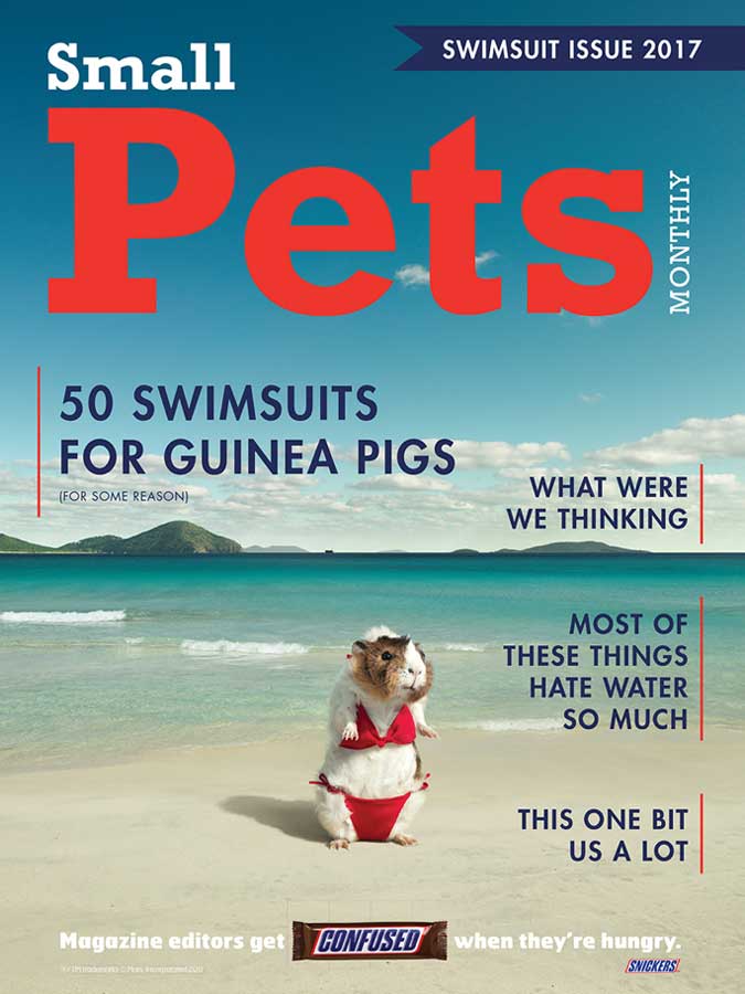 Sports Illustrated, SI, Snickers, Guinea Pig in Bikini