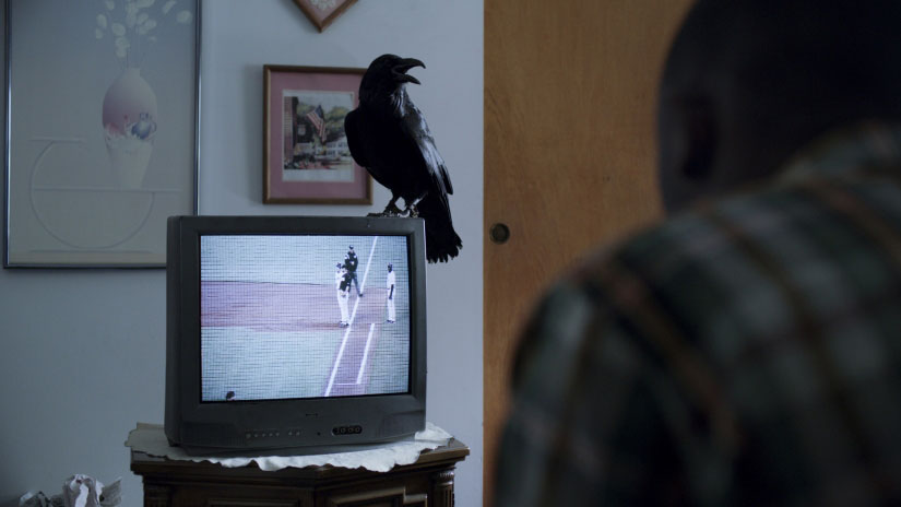 Birds: ID Network, Black Raven