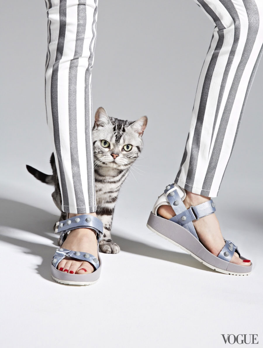 Cats: Cats & Flats, Silver Tabby Cat