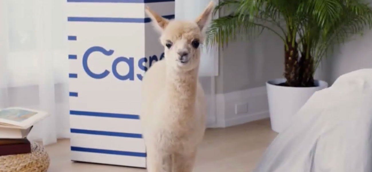 Farm Animals: Casper, Alpaca Llama