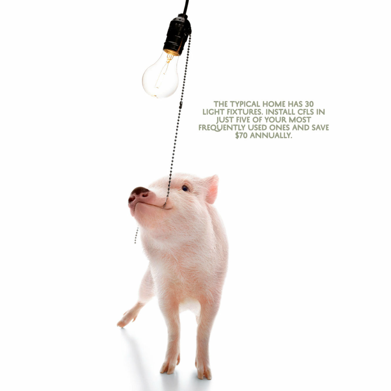 Farm Animals: Real Simple Magazine, White Pig, Piglet