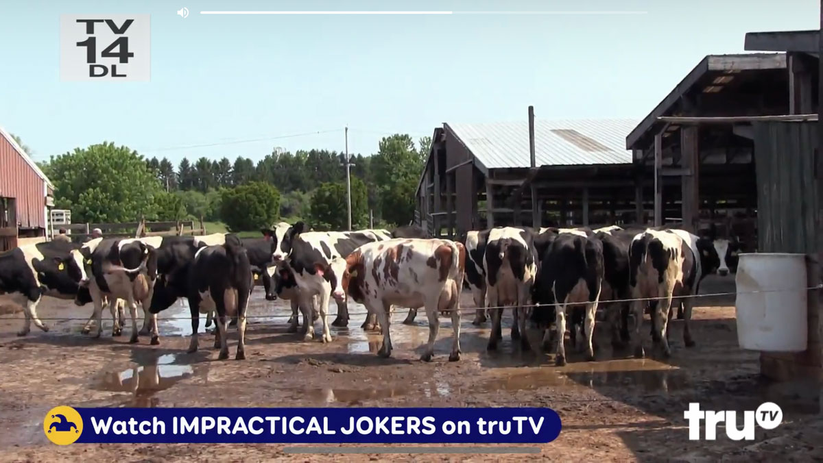 Farm Animals: Impractical Jokers, Cows, Holstein