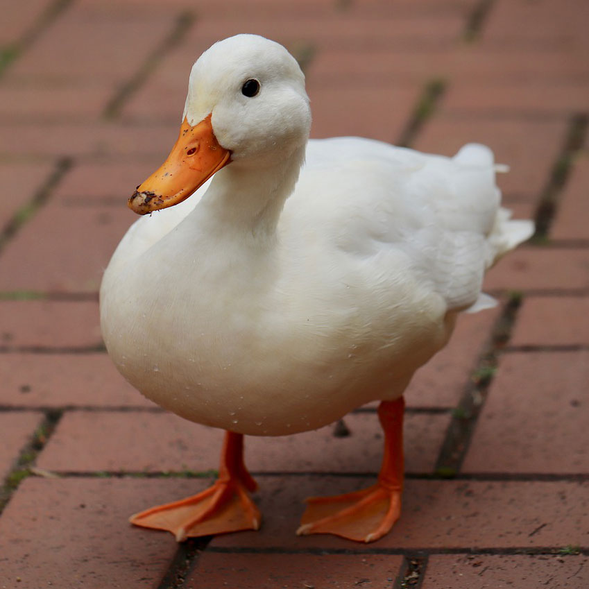 Farm Animals: Aflac, White Duck