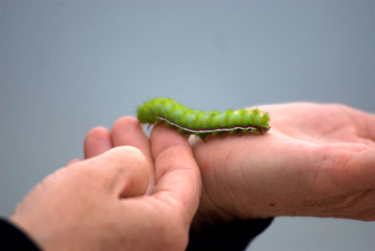 Insects & Bugs: Caterpillars
