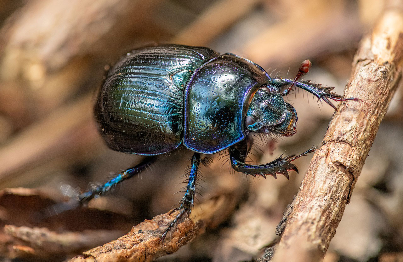 Insects & Bugs: Beetles
