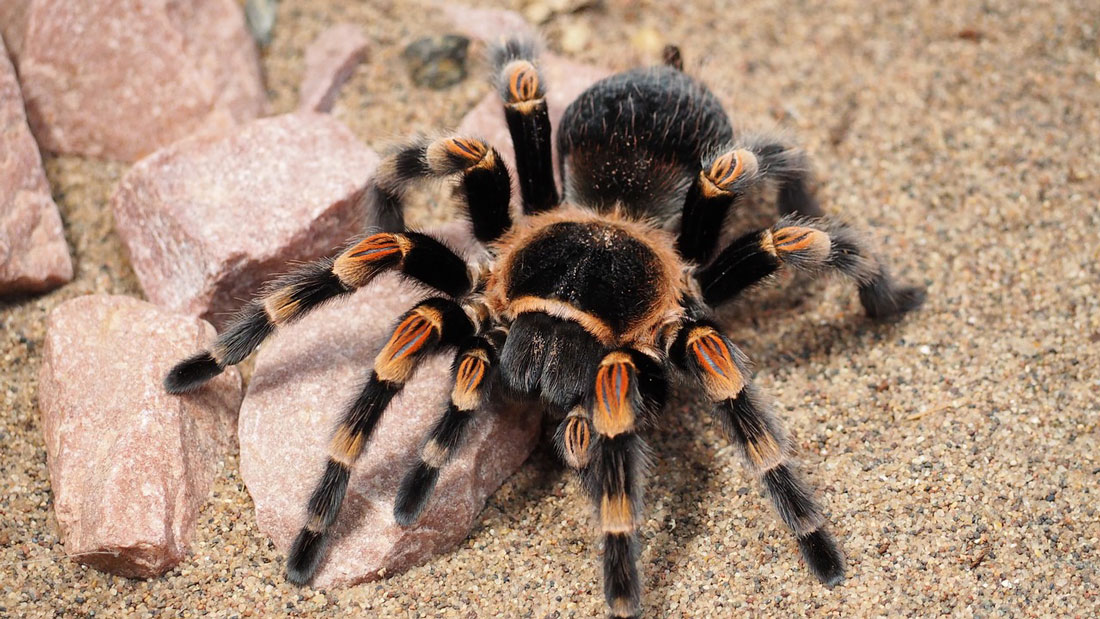 Insects & Bugs: Tarantula, Spider