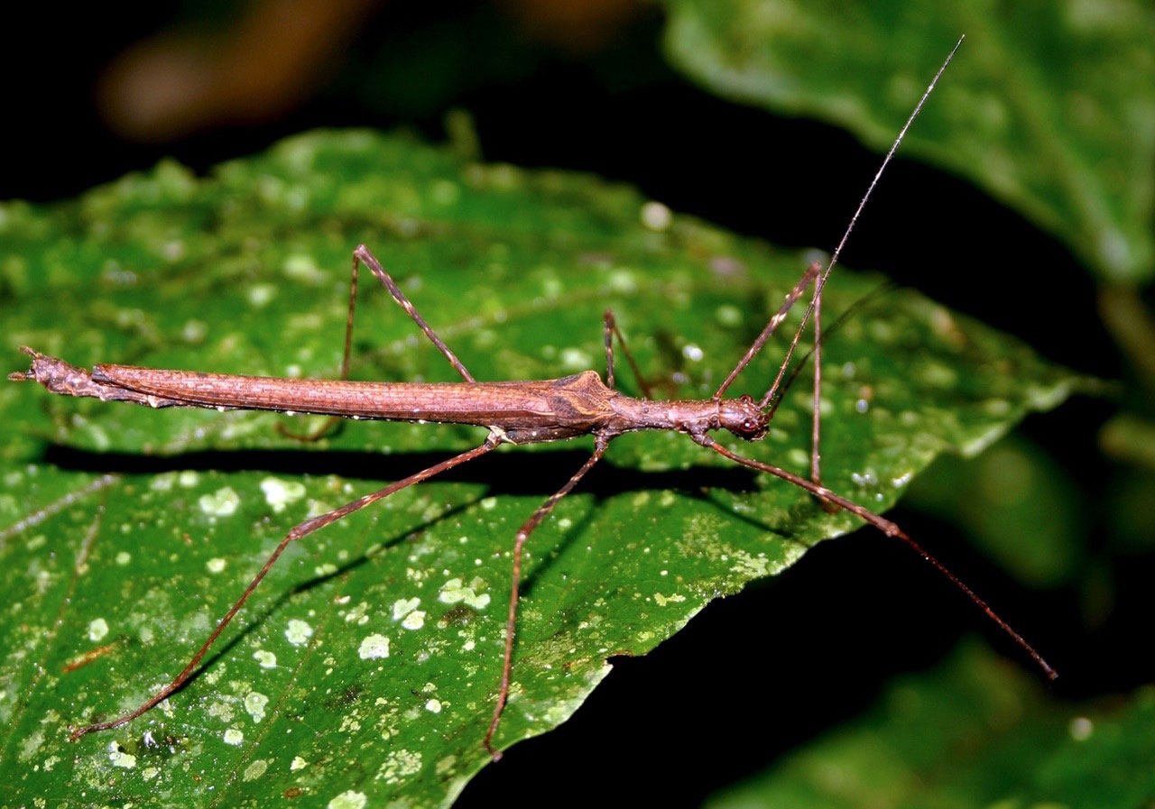 Insects & Bugs: Stick Bugs