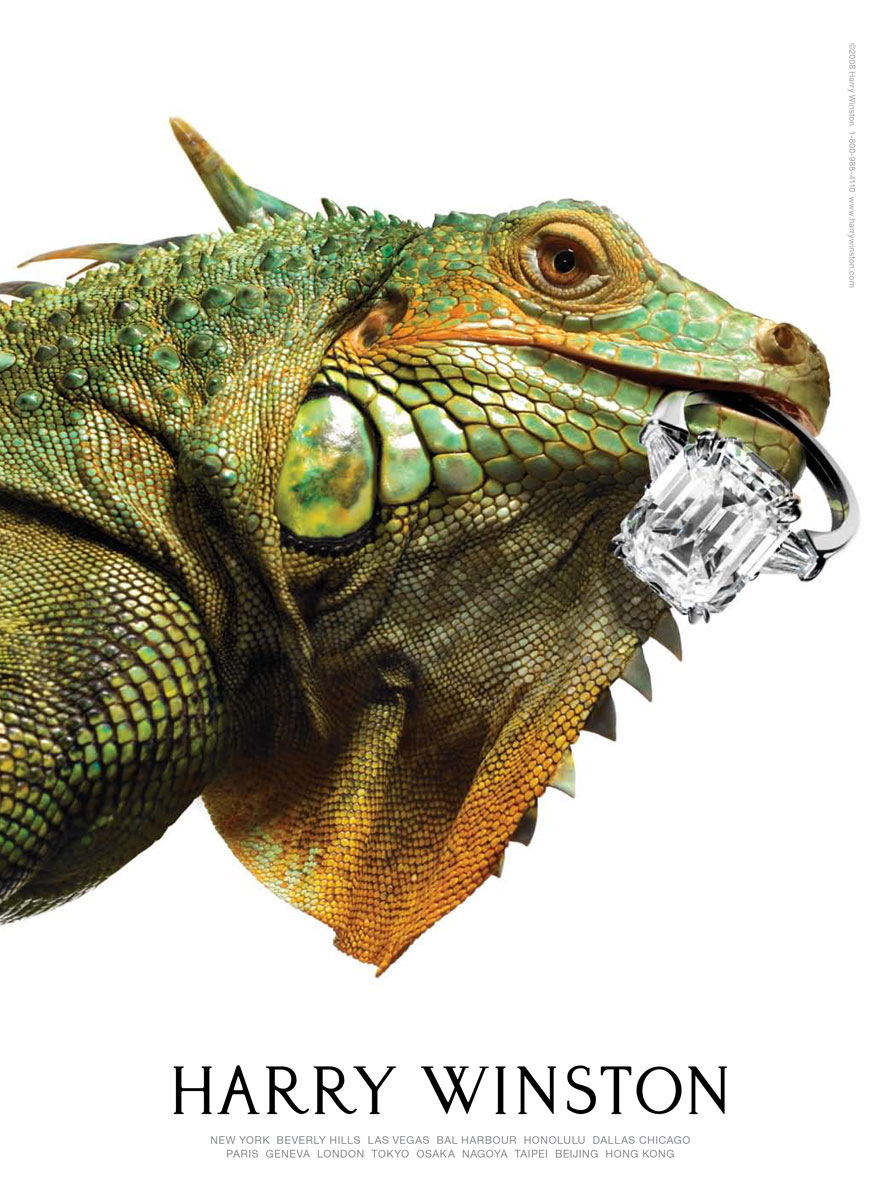 Reptiles & Amphibians: Harry Winston, Green Iguana