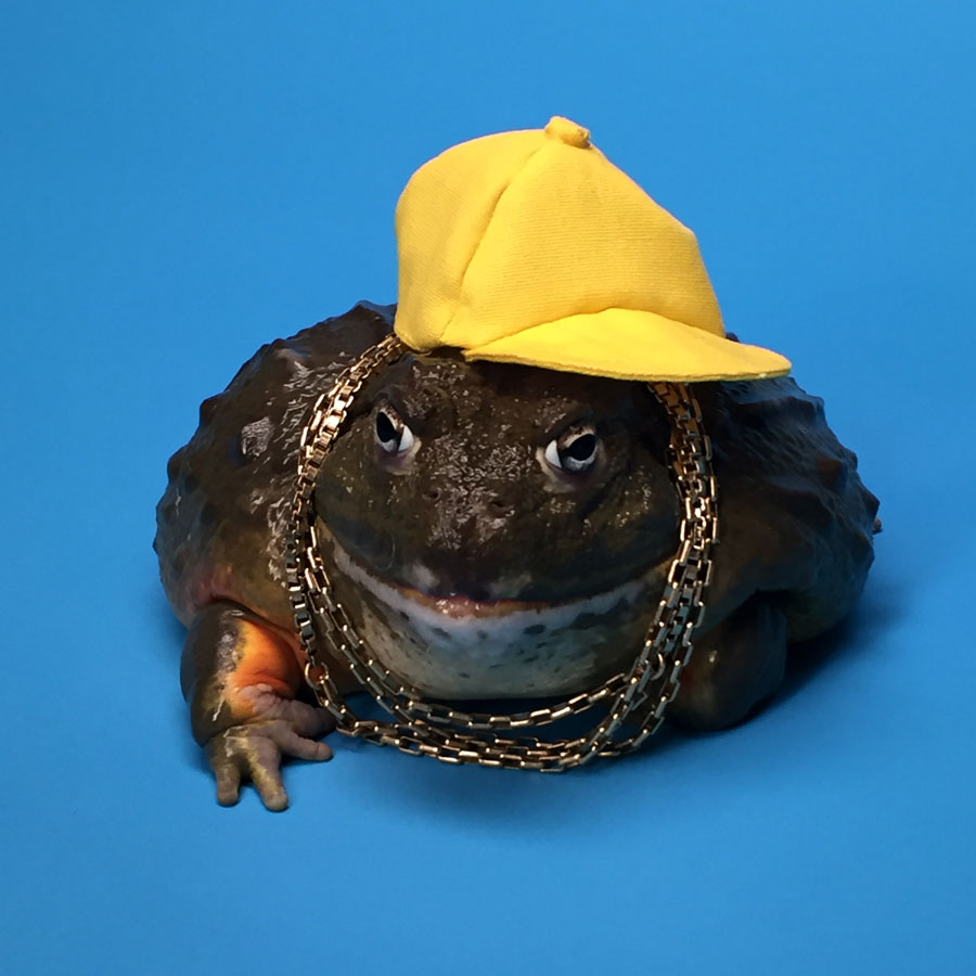 Reptiles & Amphibians: Meme, Giant Frog Toad with Bling