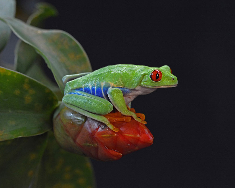 Reptiles & Amphibians: Animal Planet, Red-Eyed Tree Frog