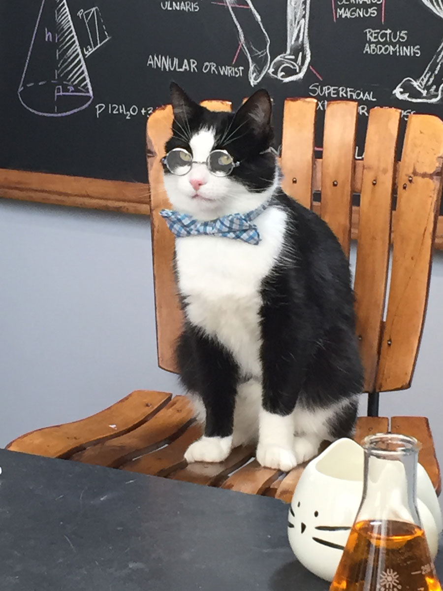 Shelters & Rescues: Dr. Elsey, Black and White Tuxedo Cat