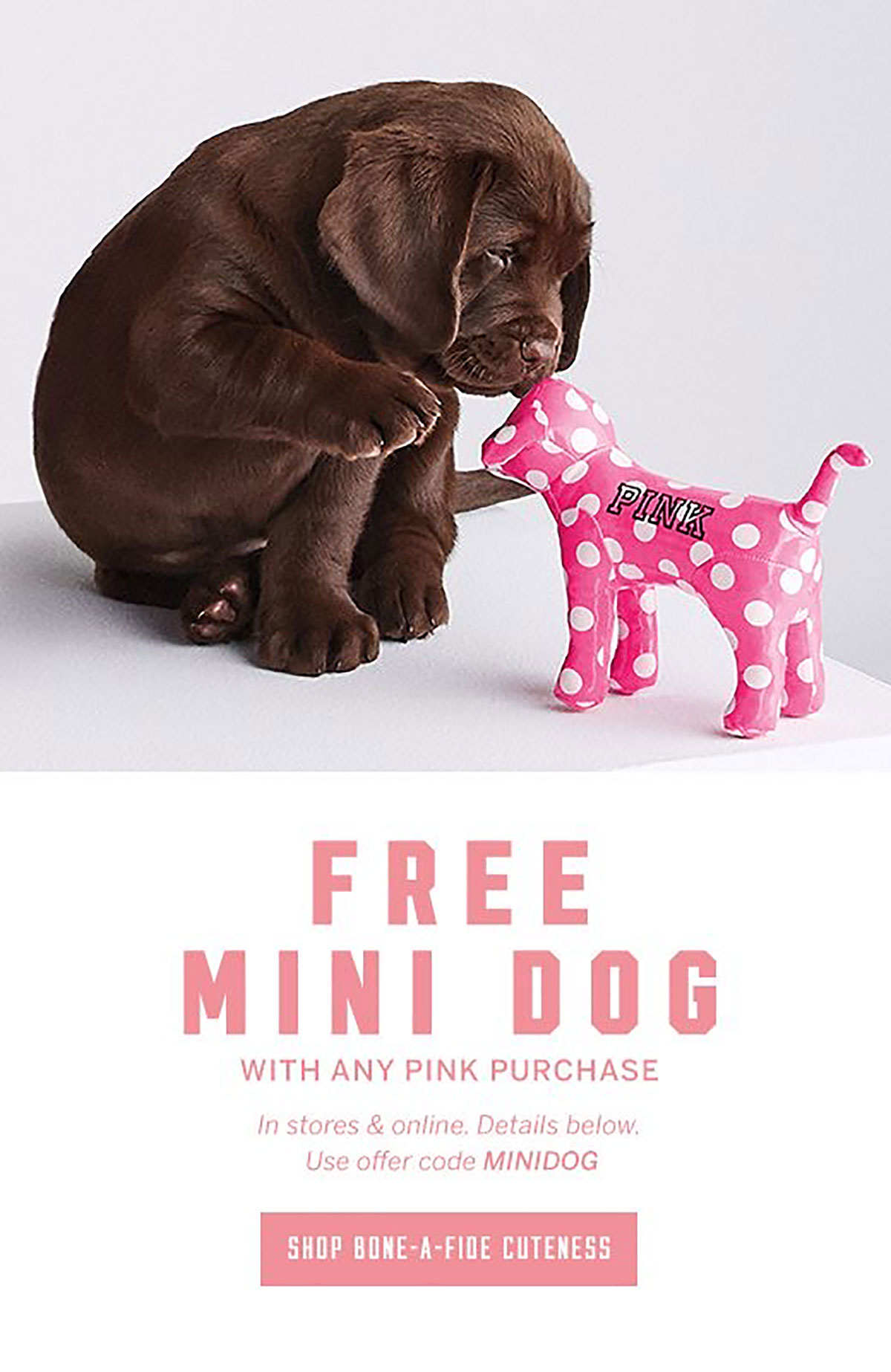 Victoria's Secret Pink, Chocolate Lab Puppy dog