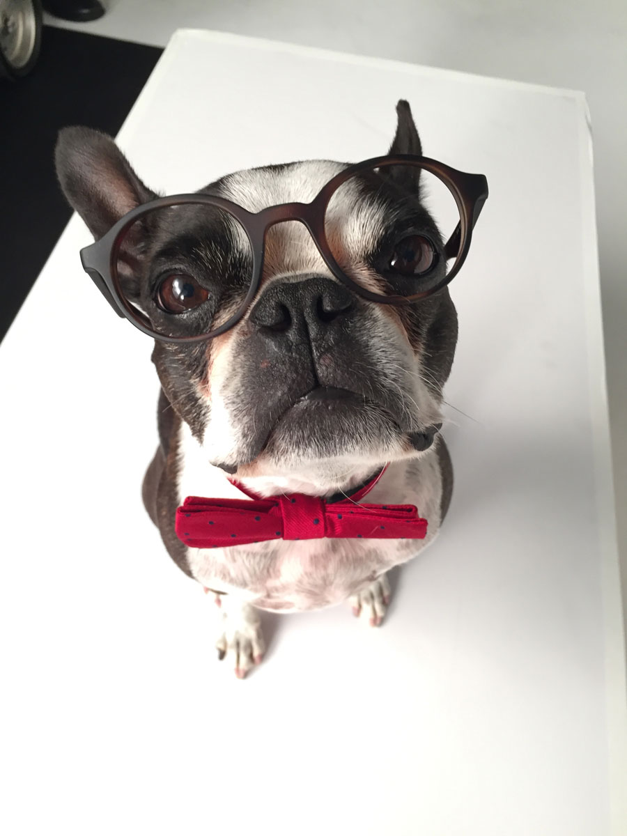 Macys Mattress, Boston Terrier dog in glasses